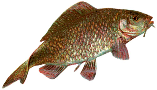 clip art real fish - photo #2